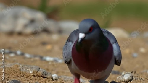 Pigeon foraging in the sand