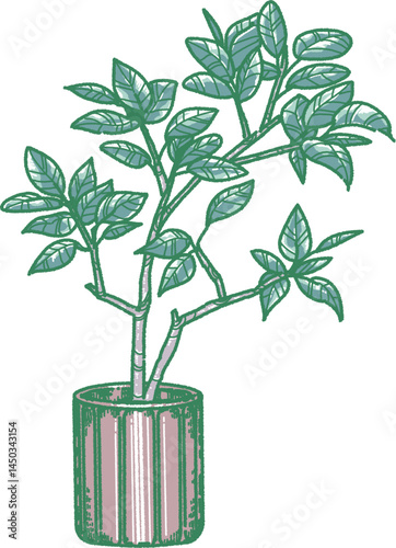 観葉植物のイラスト
