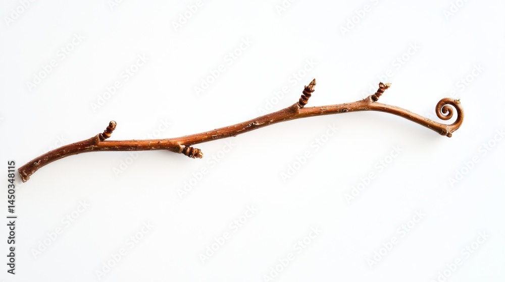 Fototapeta premium Macro shot of a thin willow twig with a subtle spiral pattern, isolated on white