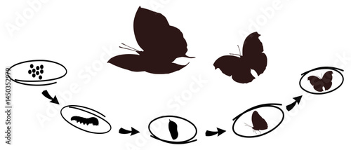Illustration of butterfly life cycle, transforming from egg to caterpillar, chrysalis, and finally a beautiful butterfly.