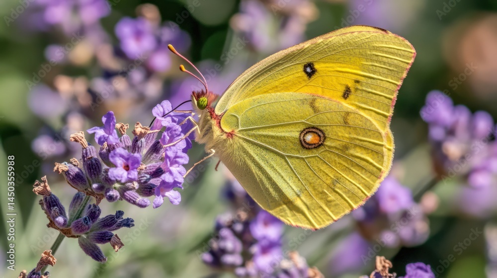 Naklejka premium Close-up of a yellow butterfly on a lavender flower.