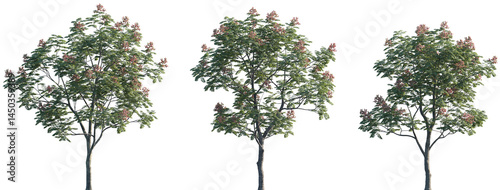 Set of Koelreuteria paniculata (common names goldenrain tree, pride of India, China tree, the varnish tree) frontal set street trees isolated png on a transparent background perfectly cutout photo