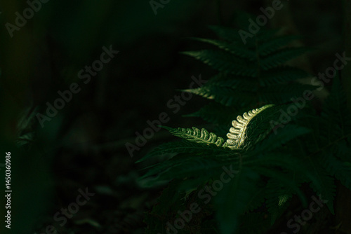 Fern Leaf Illuminated in Shadowed Rainforest floor in Costa Rica photo