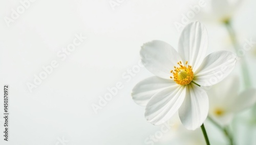 Delicate white flower blossom against pure white background, clean, design, purity