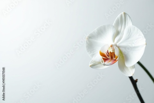 Delicate white orchid blossom on pure white backdrop, nature, flower photography, background