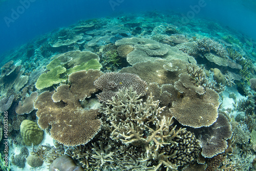 A healthy coral reef grows in the shallows of Raja Ampat, Indonesia. This beautiful, tropical region, in eastern Indonesia, is home to the greatest marine biodiversity on Earth.