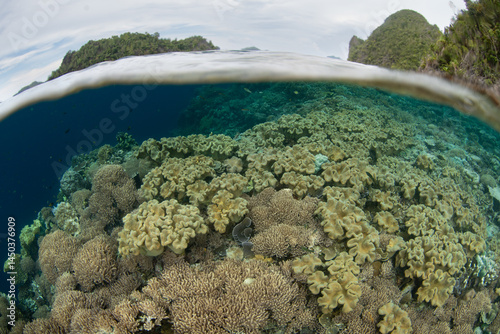 A healthy coral reef grows in the shallows of Raja Ampat, Indonesia. This beautiful, tropical region, in eastern Indonesia, is home to the greatest marine biodiversity on Earth.