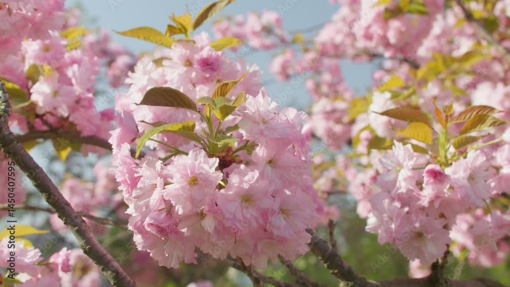 Flowers spring tree sun wind bloom colorful branch plant flora