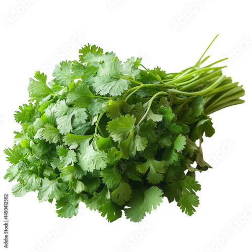 Fresh cilantro bunch cilantro leaves cilantro herb cilantro cooking cilantro seasoning cilantro garnish cilantro on transparent background