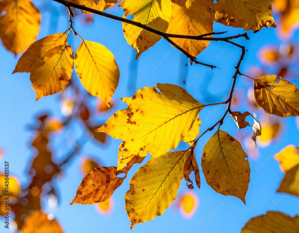 Golden autumn leaves against a vibrant blue sky. Perfect for fall themes, nature, and seasonal designs. Golden autumn leaves against a vibrant blue sky. Perfect for fall themes, nature, and seasonal designs.