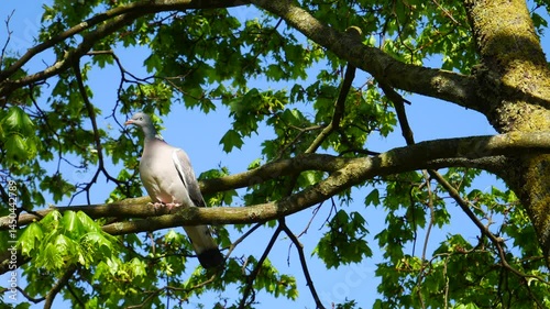  Wood pigeon on a chestnut branch in spring.