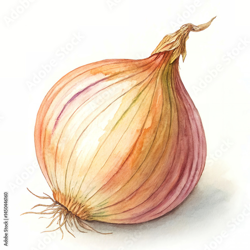 an onion watercolor hand paint on a solid white background
