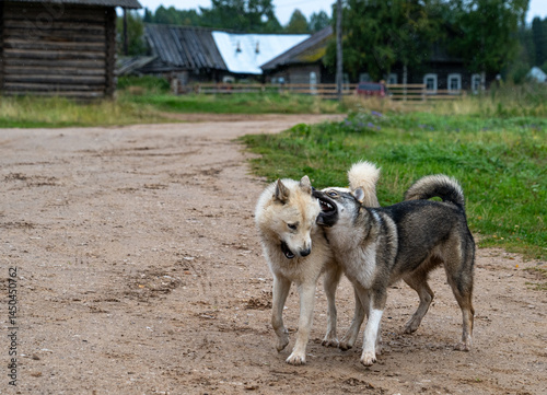 Two dogs are playing on a village street.