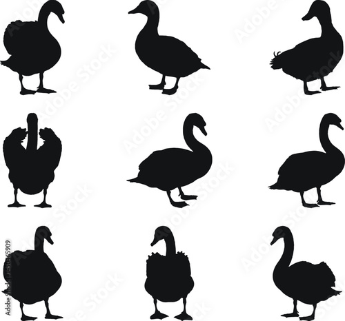 Set Of Black Swan And Duck Silhouette Collection Bird Animal Vector Images
