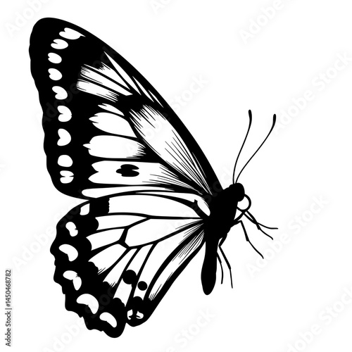 Elegant Black and White Butterfly Illustration Nature's Grace in Ink