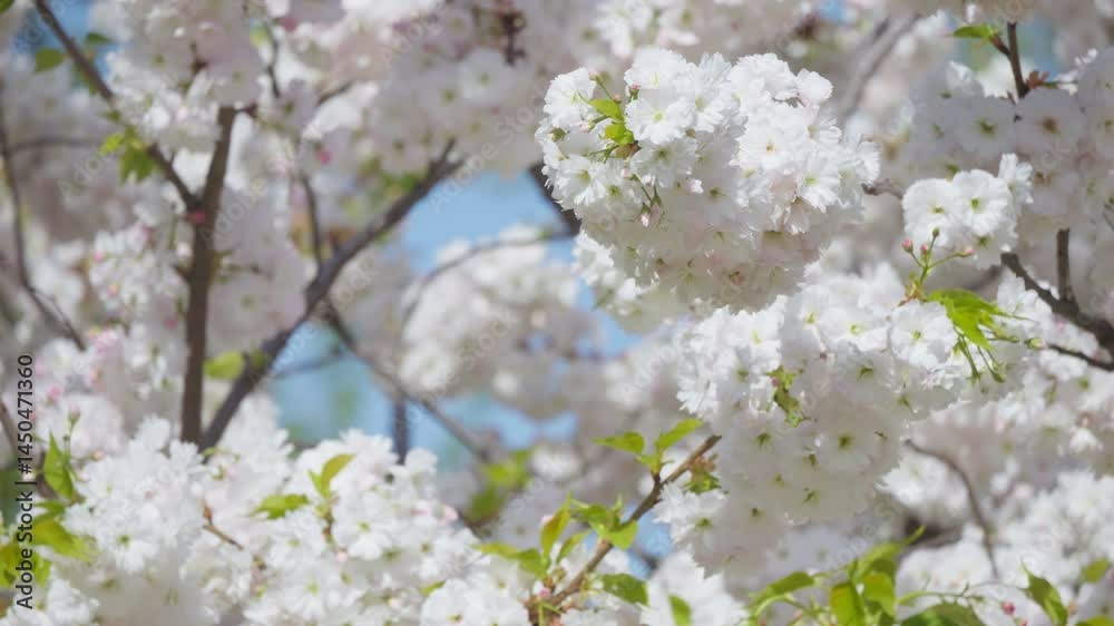 Flowers spring tree sun wind bloom colorful branch plant flora