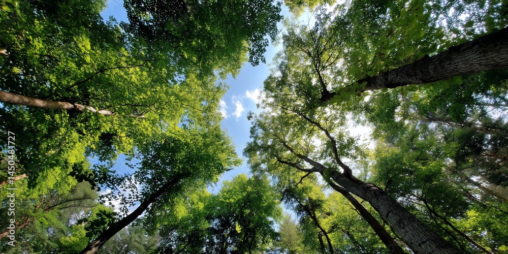 Fototapeta premium Lush forest canopy with sunlight filtering through the trees. Possible use Nature background