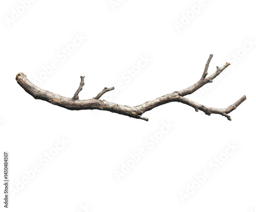 Branch of a tree nature scene still life view organic form isolated on transparent background