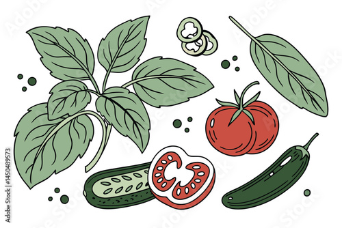 Basil Vegetable Vector Illustration on White Background

