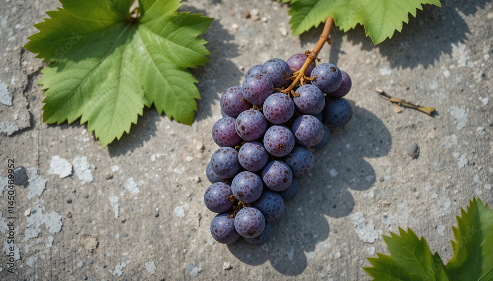 Fresh bunch of purple grapes on concrete surface with leaves