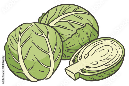 Brussels Sprouts Vegetable Vector Illustration on White Background

