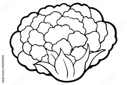 Cauliflower Vegetable Vector Illustration on White Background

