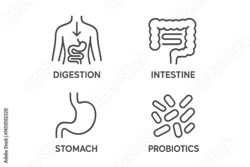 Understanding digestion and gut health through illustrations of stomach, intestine, probiotics, and digestive process