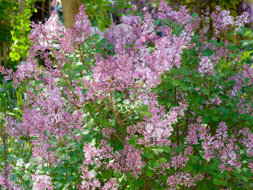 Syringa pubescens patula | Miss Kim lilac shrub producing panicles of purple tubular flower buds with lobed corollas tubes, white-throated on stems with rounded felted green foliage
