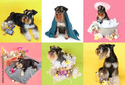 Collage of several square thumbnail photos featuring miniature schnauzers during grooming sessions, displayed on a colorful background, highlighting different stages of care and styling