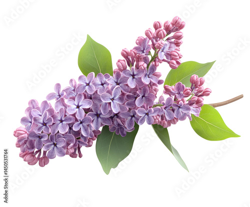 Vibrant lilac blooms in spring garden floral arrangement nature isolated on transparent background