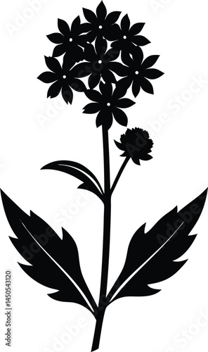 blue vervain flower silhouette vector on white 