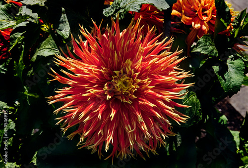 View of dahlia in the garden. Variety - Nick Sr.