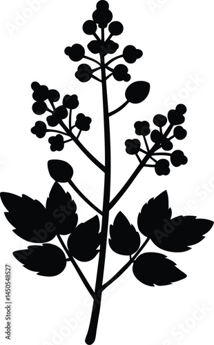 buckwheat plant silhouette vector on white 