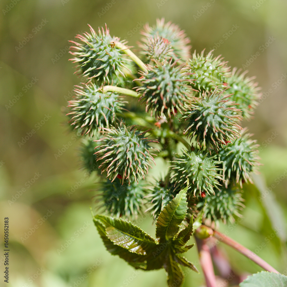 Flora of Gran Canaria - leaf of Ricinus communis, the castor bean, introduced species, natural macro floral background Flora of Gran Canaria - leaf of Ricinus communis, the castor bean, introduced species, natural macro floral background