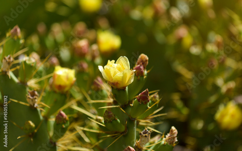 Flora de Gran Canaria - Opuntia dillenii plant, introduced and invasive in Canary Islands photo
