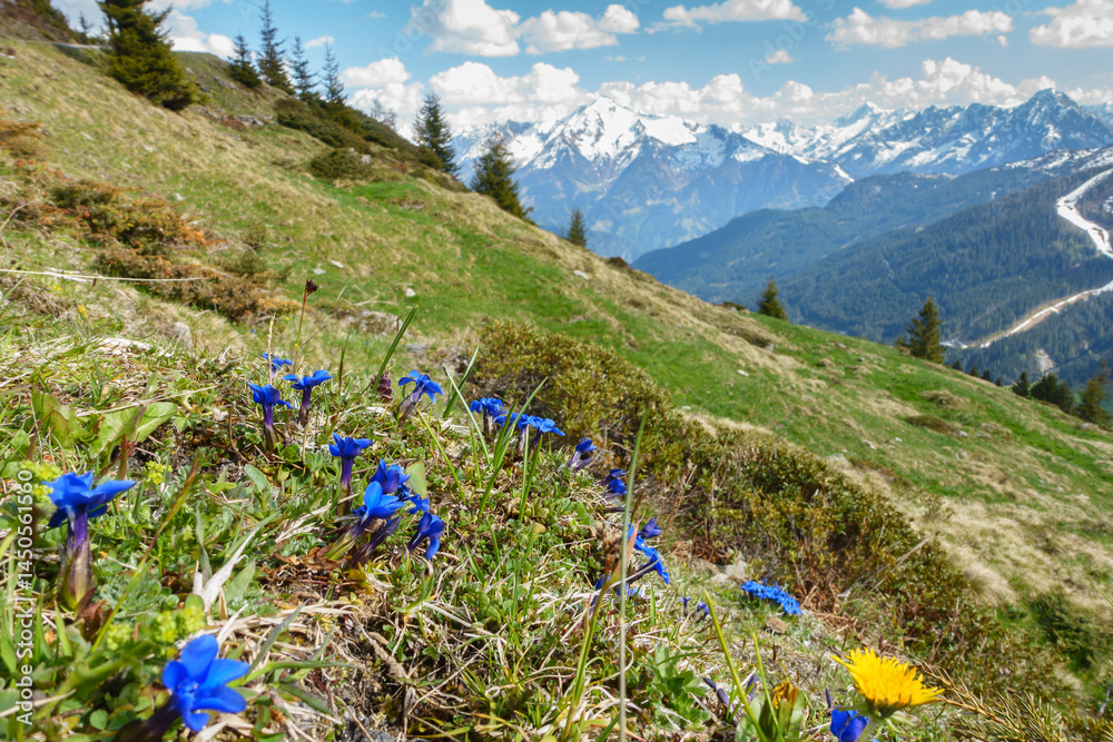 Alpenblumen in einer herrlichen Berglandschaft