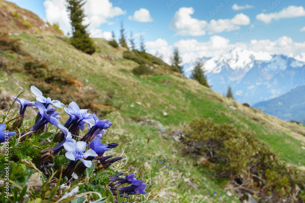 Alpenblumen in einer herrlichen Berglandschaft