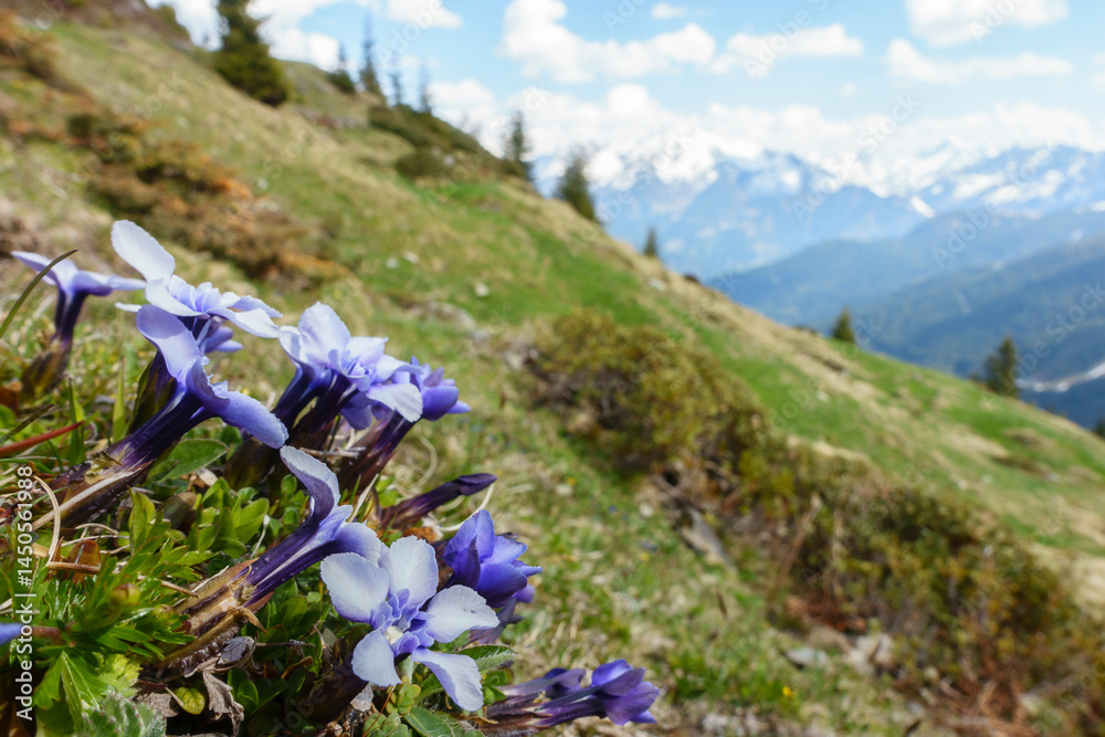 Alpenblumen in einer herrlichen Berglandschaft