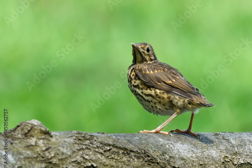Song thrush aka Turdus philomelos young baby isolated on blurred background. Common european bird in Czech republic. Close-up portrait.