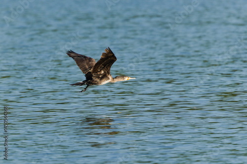 Flying Phalacrocorax carbo aka Great cormorant. Common bird in Czech republic.