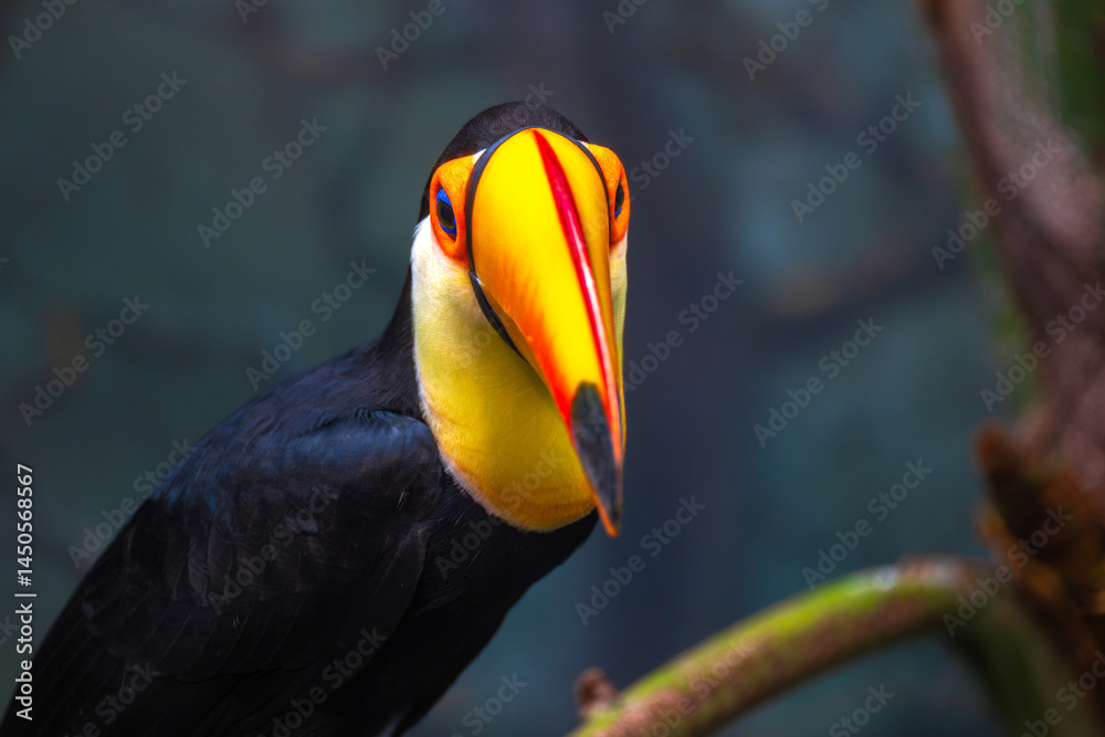 Portrait of a Toco Toucan (Ramphastos toco)