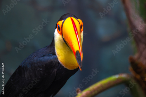 Obraz na płótnie Portrait of a Toco Toucan (Ramphastos toco) w salonie
