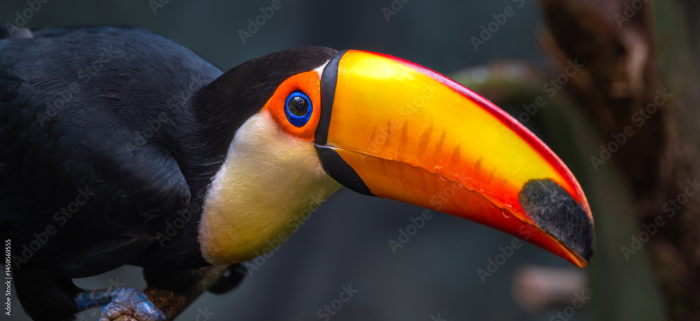 Portrait of a Toco Toucan (Ramphastos toco)