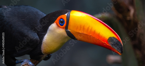 Obraz na płótnie Portrait of a Toco Toucan (Ramphastos toco) w salonie