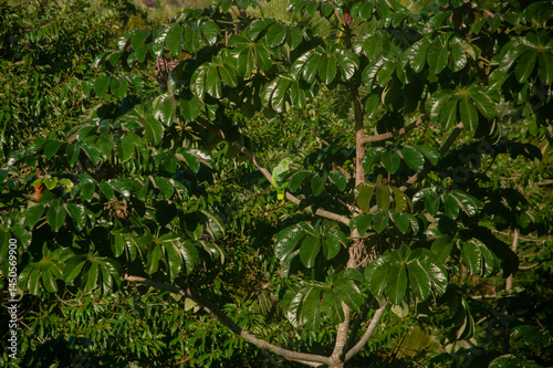 papagaio