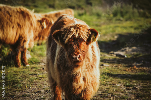 highland cow in a field