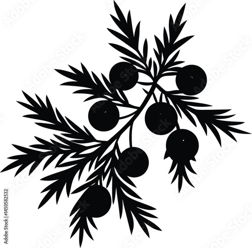 juniper berry silhouette vector on white 