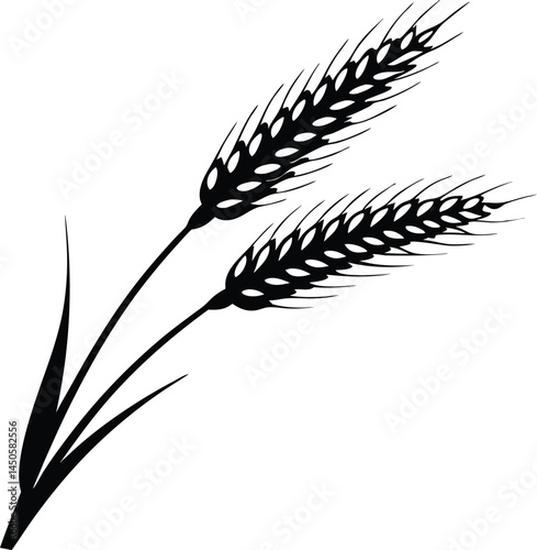 Wheat ears icon vector, agriculture wheat vector icon