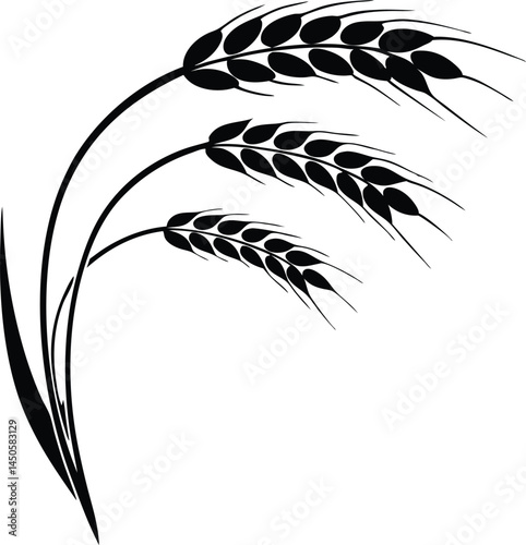 Wheat ears icon vector, agriculture wheat vector icon