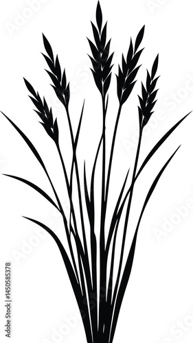 little bluestem silhouette vector on white 